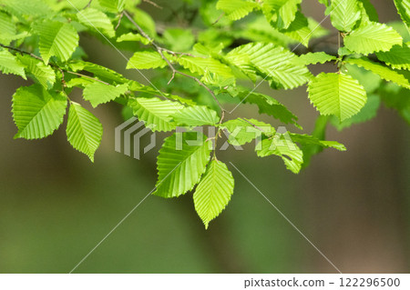 Fresh new hazel leaves and blurred background Fresh new hazel leaves and blurred background 122296500