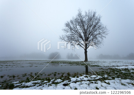 Large tree without leaves in a field with melting snow, foggy day in Nowiny, Poland Large tree without leaves in a field with melting snow, foggy day in Nowiny, Poland 122296506