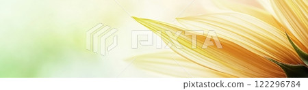Close-up of yellow sunflower petals in soft natural light with green background 122296784