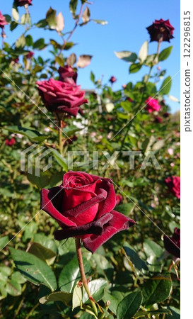 向著天空：紅玫瑰 122296815
