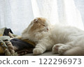 Sleeping fluffy cute cat 122296973
