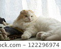 Fluffy cute cat 122296974