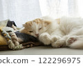 Sleeping fluffy cute cat 122296975