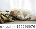 Sleeping fluffy cute cat 122296976
