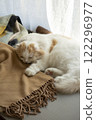 Sleeping fluffy cute cat 122296977
