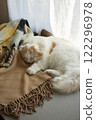 Sleeping fluffy cute cat 122296978