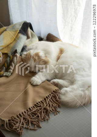 Sleeping fluffy cute cat 122296978