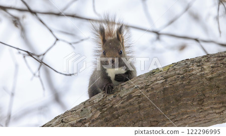 Wild Hokkaido squirrel photographed in Hokkaido Wild Hokkaido squirrel photographed in Hokkaido 122296995