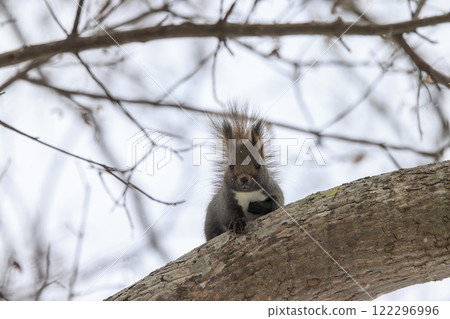 Wild Hokkaido squirrel photographed in Hokkaido Wild Hokkaido squirrel photographed in Hokkaido 122296996