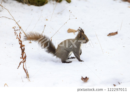 北海道拍攝的野生松鼠 北海道拍攝的野生松鼠 122297011