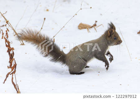 北海道拍攝的野生松鼠 北海道拍攝的野生松鼠 122297012