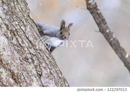 Wild Hokkaido squirrel photographed in Hokkaido 122297013