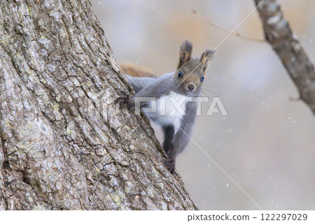 Wild Hokkaido squirrel photographed in Hokkaido 122297029