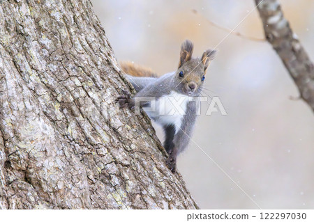 Wild Hokkaido squirrel photographed in Hokkaido 122297030