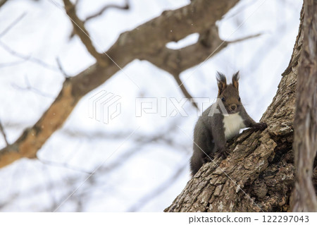 Wild Hokkaido squirrel photographed in Hokkaido 122297043