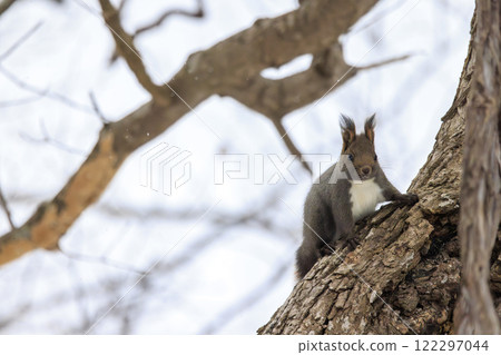 Wild Hokkaido squirrel photographed in Hokkaido Wild Hokkaido squirrel photographed in Hokkaido 122297044