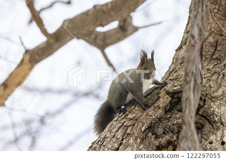 Wild Hokkaido squirrel photographed in Hokkaido 122297055