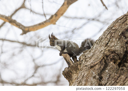 Wild Hokkaido squirrel photographed in Hokkaido 122297058