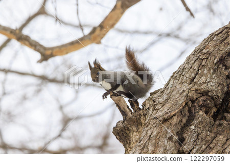 Wild Hokkaido squirrel photographed in Hokkaido 122297059