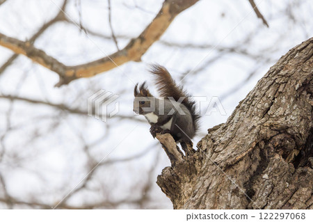 Wild Hokkaido squirrel photographed in Hokkaido 122297068