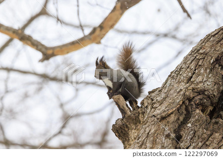 Wild Hokkaido squirrel photographed in Hokkaido 122297069