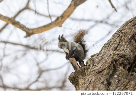 Wild Hokkaido squirrel photographed in Hokkaido Wild Hokkaido squirrel photographed in Hokkaido 122297071