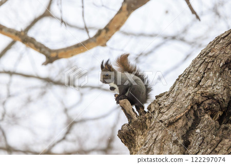 Wild Hokkaido squirrel photographed in Hokkaido 122297074