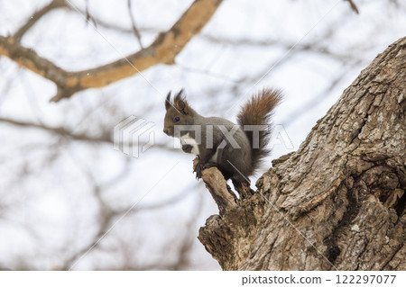 北海道拍攝的野生松鼠 北海道拍攝的野生松鼠 122297077