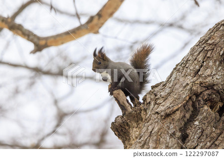 Wild Hokkaido squirrel photographed in Hokkaido Wild Hokkaido squirrel photographed in Hokkaido 122297087
