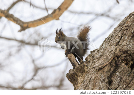 北海道拍攝的野生松鼠 122297088