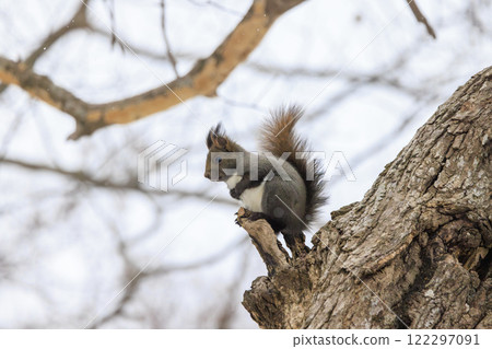 Wild Hokkaido squirrel photographed in Hokkaido 122297091