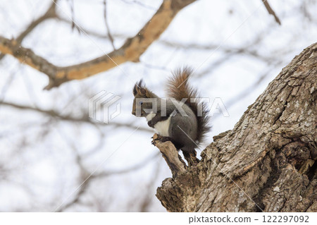 Wild Hokkaido squirrel photographed in Hokkaido 122297092