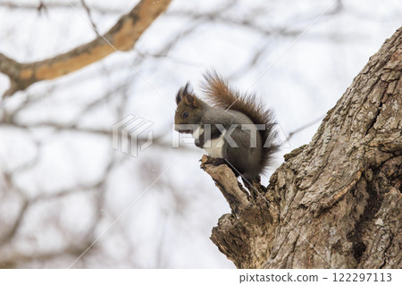 Wild Hokkaido squirrel photographed in Hokkaido 122297113