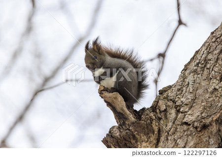 Wild Hokkaido squirrel photographed in Hokkaido 122297126