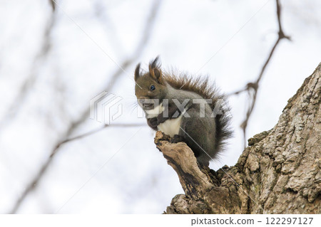 Wild Hokkaido squirrel photographed in Hokkaido 122297127