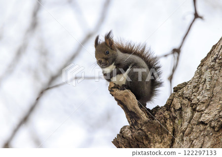 Wild Hokkaido squirrel photographed in Hokkaido Wild Hokkaido squirrel photographed in Hokkaido 122297133