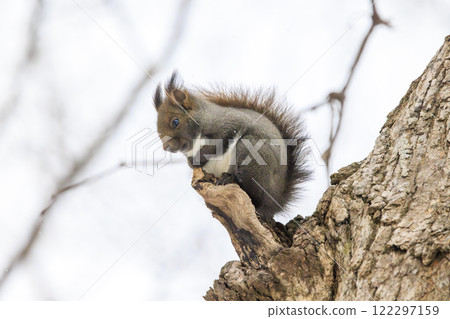 Wild Hokkaido squirrel photographed in Hokkaido 122297159