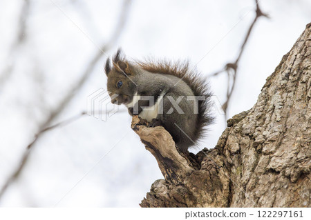 Wild Hokkaido squirrel photographed in Hokkaido Wild Hokkaido squirrel photographed in Hokkaido 122297161