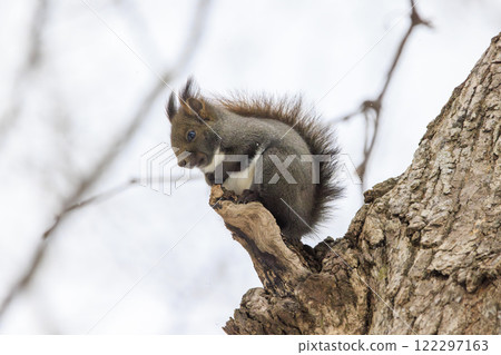 Wild Hokkaido squirrel photographed in Hokkaido 122297163