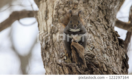 Wild Hokkaido squirrel photographed in Hokkaido 122297164
