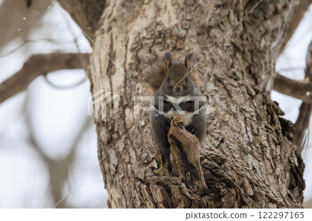 北海道拍攝的野生松鼠 122297165