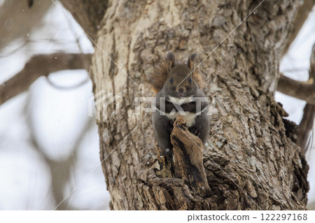 北海道拍攝的野生松鼠 北海道拍攝的野生松鼠 122297168