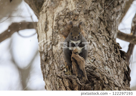 Wild Hokkaido squirrel photographed in Hokkaido Wild Hokkaido squirrel photographed in Hokkaido 122297193