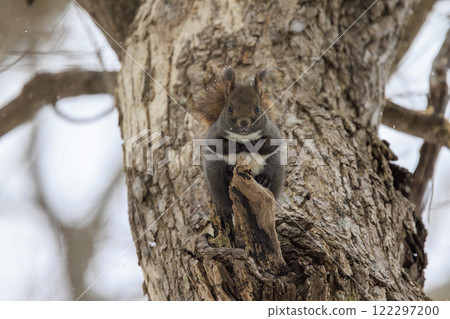 Wild Hokkaido squirrel photographed in Hokkaido Wild Hokkaido squirrel photographed in Hokkaido 122297200
