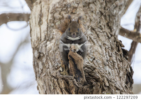 Wild Hokkaido squirrel photographed in Hokkaido Wild Hokkaido squirrel photographed in Hokkaido 122297209