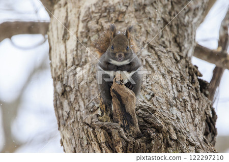 Wild Hokkaido squirrel photographed in Hokkaido Wild Hokkaido squirrel photographed in Hokkaido 122297210