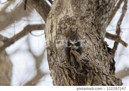 Wild Hokkaido squirrel photographed in Hokkaido 122297247