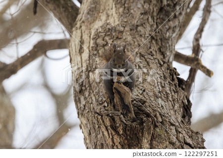 北海道拍攝的野生松鼠 122297251