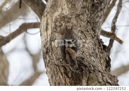 北海道拍攝的野生松鼠 122297252