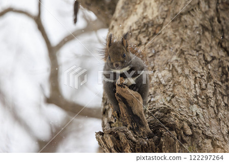 Wild Hokkaido squirrel photographed in Hokkaido Wild Hokkaido squirrel photographed in Hokkaido 122297264